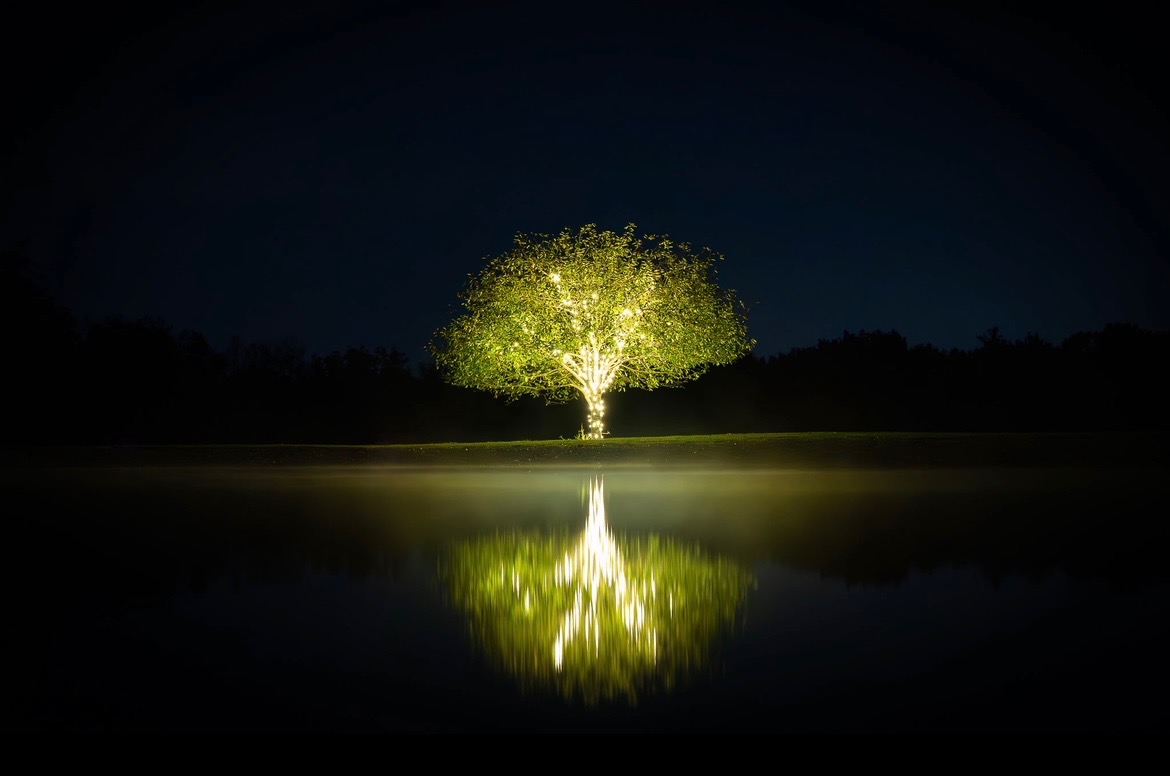 Illuminated permanent architectural landscape lighting on a tree