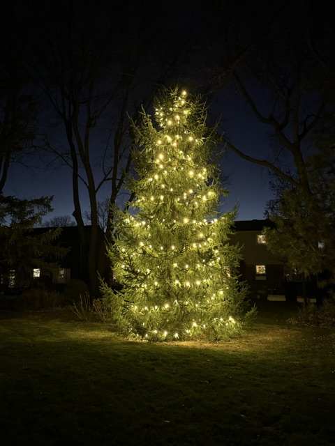 Tree illuminated with warm-white lights at night