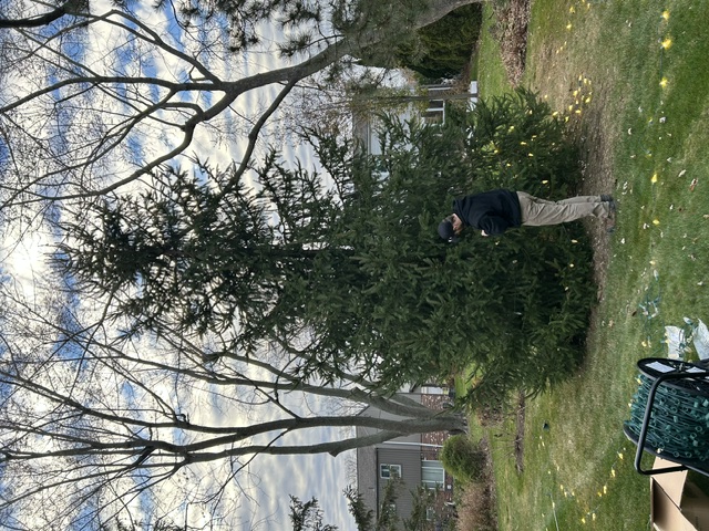 Same evergreen tree in daylight before lighting installation